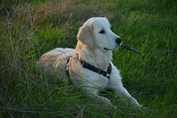 Tests et avis : Meilleures brosses pour chat