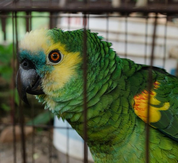 Choisir une race de chat selon son mode de vie