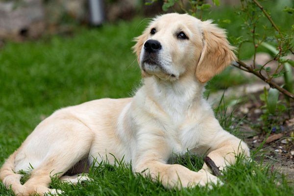 Quels sont les signes d'une infection de la peau chez mon chien et comment la traiter ?