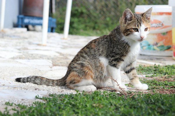 Quels sont les effets psychologiques de l'adoption d'un chien sur ses propriétaires ?