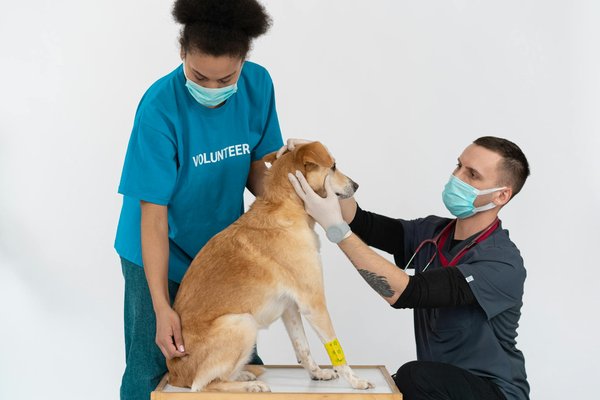 Crème cicatrisante chien pharmacie : la solution efficace et sûre